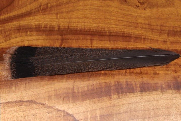 Cinnamon Tip Turkey - CTF1