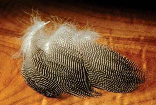 Gadwall Feathers - GW