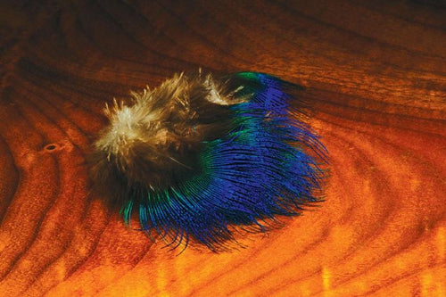 Blue Peacock Feather
