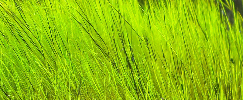 Dyed Hare's Mask- HMD