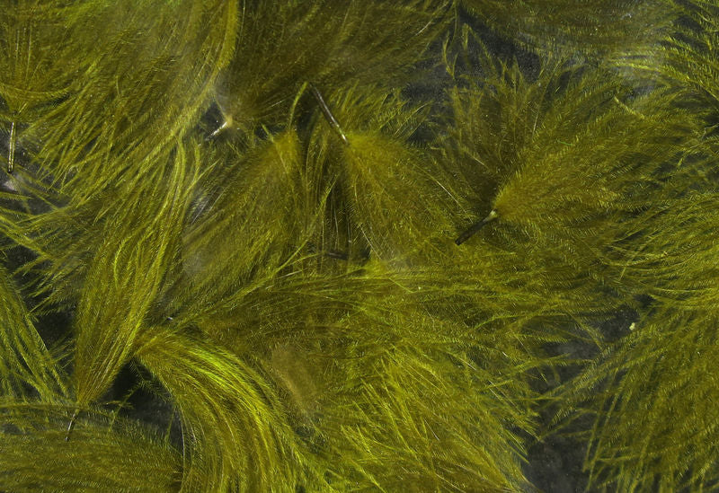 CDC oiler puffs - CDCO