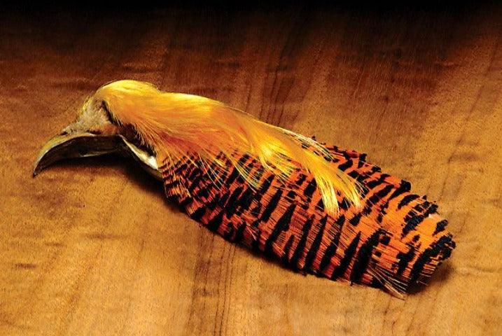 Golden Pheasant Complete Head