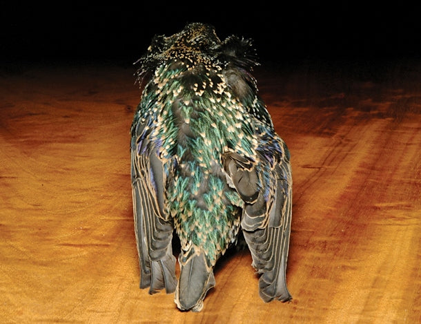 Starling Skin - STAR