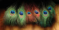 Peacock Eye Sticks - PES