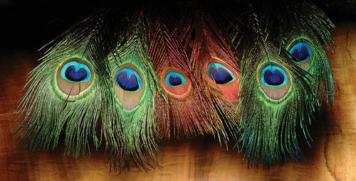 Peacock Eye Sticks - PES
